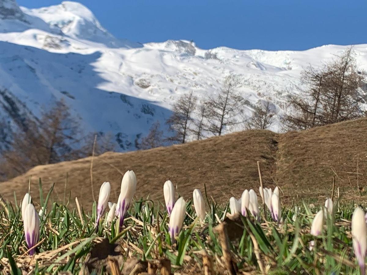 Châlet Birkhahn Saas Fee Dış mekan fotoğraf